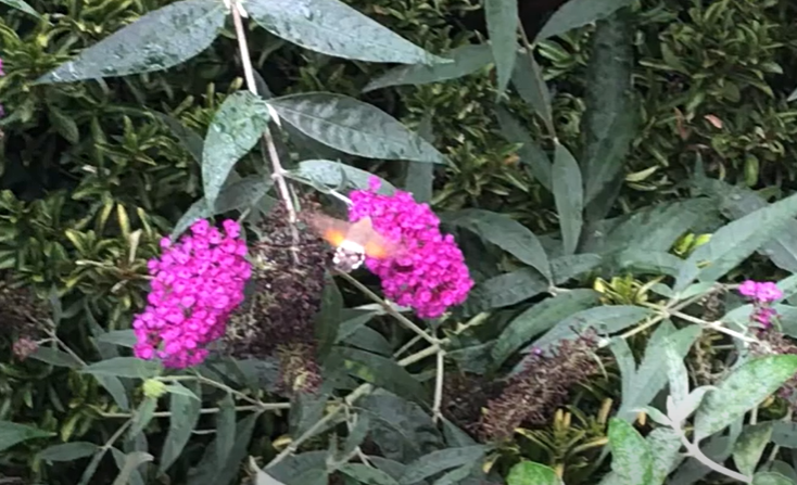 Hummingbird Hawk-moth - Malcolm Hull